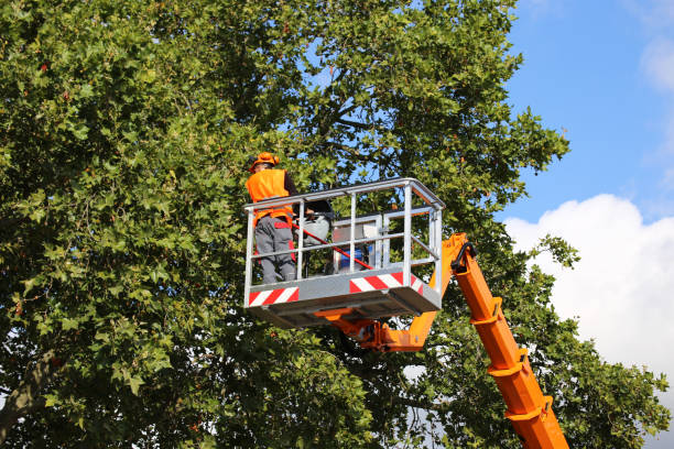 Trusted Emory, TX Tree Removal and Landscaping Services Experts